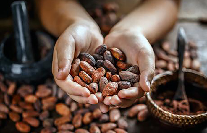 Artisan Chocolatier, Cacao