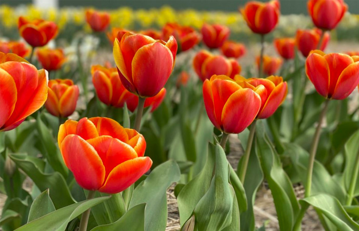 Facilitair Bedrijf Tuinbouw