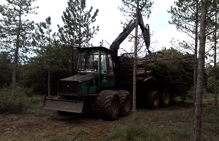 Forestal