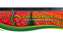 Van Den Hoek Dutch Flowering Bulbs