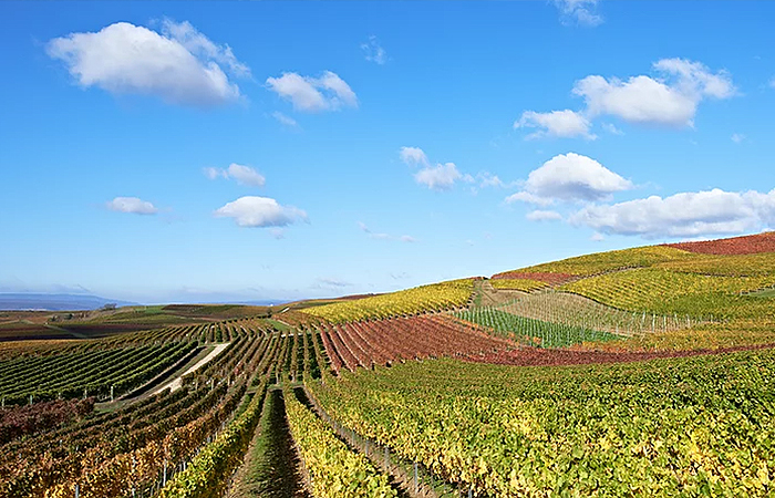 Weingut