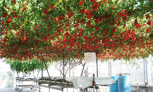 hydroponics systems