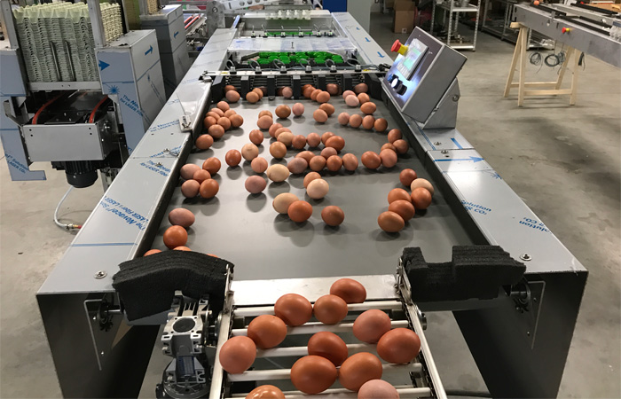 damtech egg handling