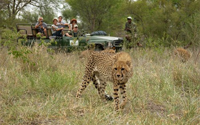 tokkroos safari