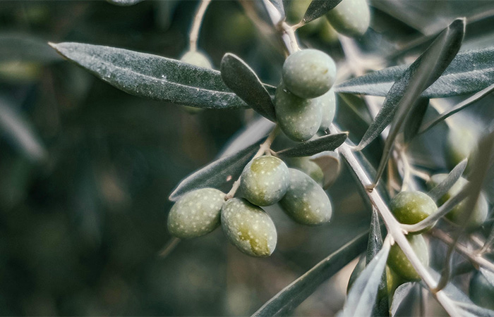 trade export mediterranean food products