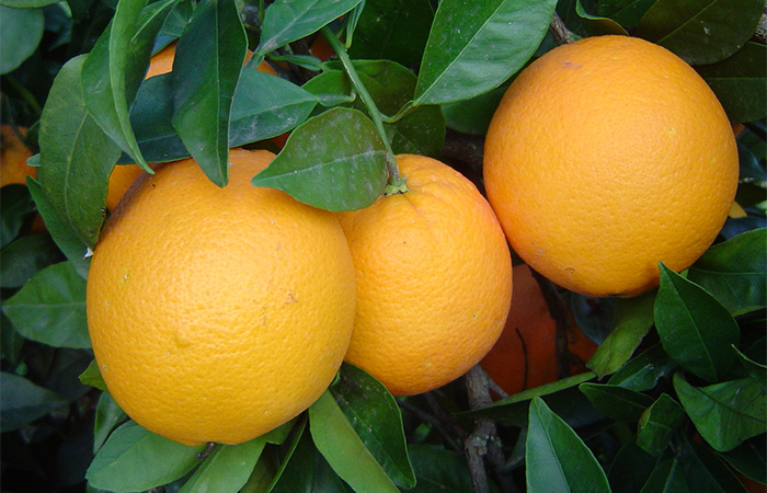 cofrudeca coop v