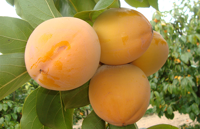 cofrudeca