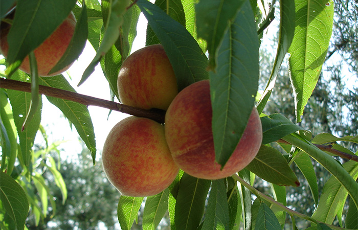 manipulado y envasado de productos hortofrutícolas
