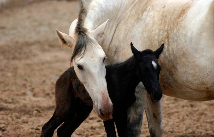 Caballos