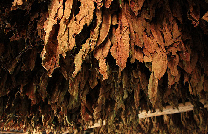 hookah tobacco factory
