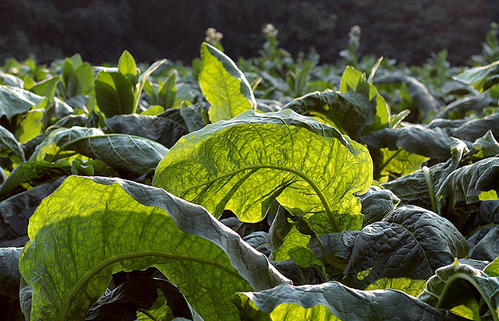 hookah tobacco factory