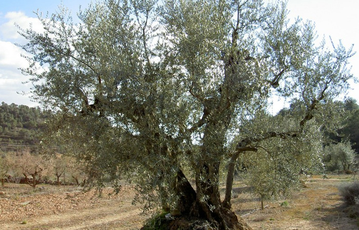 Molí de la Vall Major