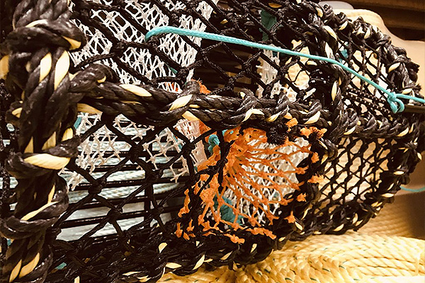 Cavanagh Nets
