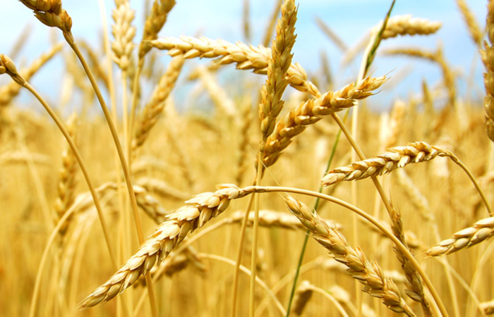 Cargill Deutschland