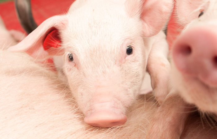 Schweinezuchtunternehmen