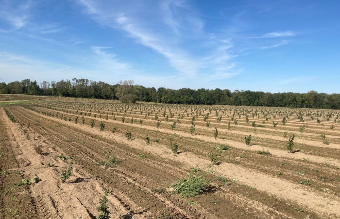 Fournisseur de Plants de Noisetiers