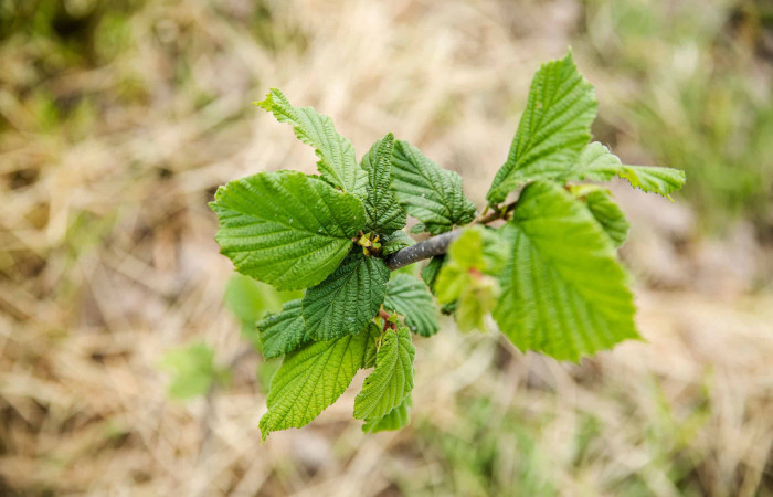 Fournisseur de Plants de Noisetiers
