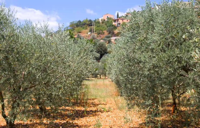 Aceitunas