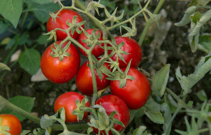 Pomodori