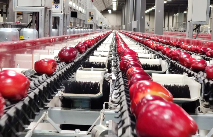 Sorting fruit and vegetables