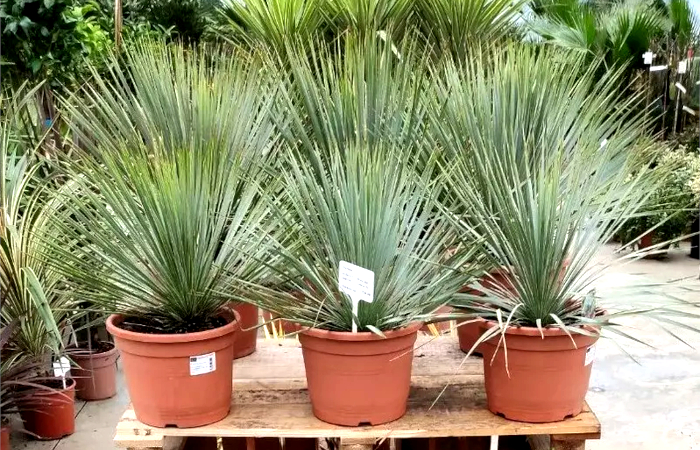 Nursery Garden