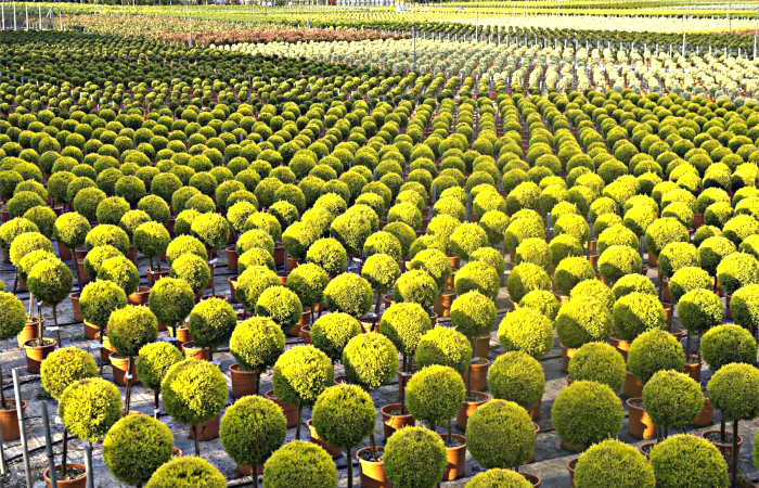 Nursery