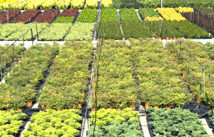 Nursery Garden