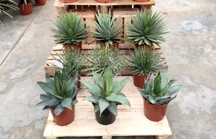 Nursery