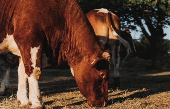 Domaine Rouge des Près