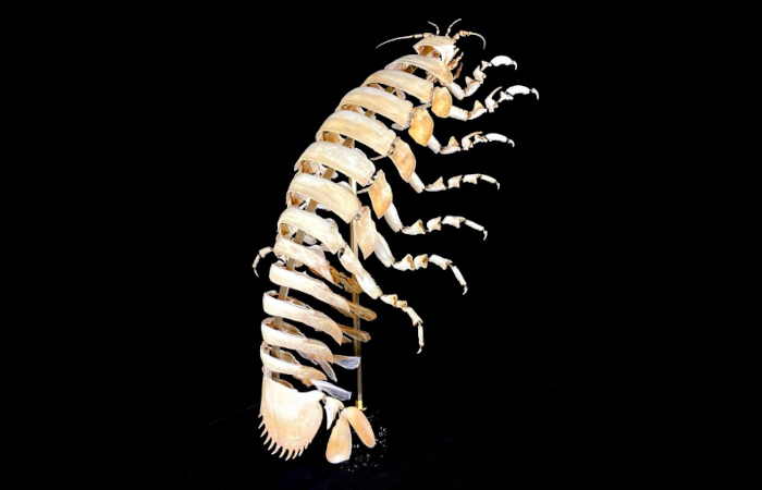 taxidermie d'art