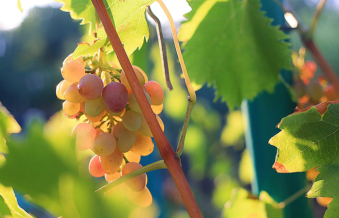 Vini Tipici Piemontesi