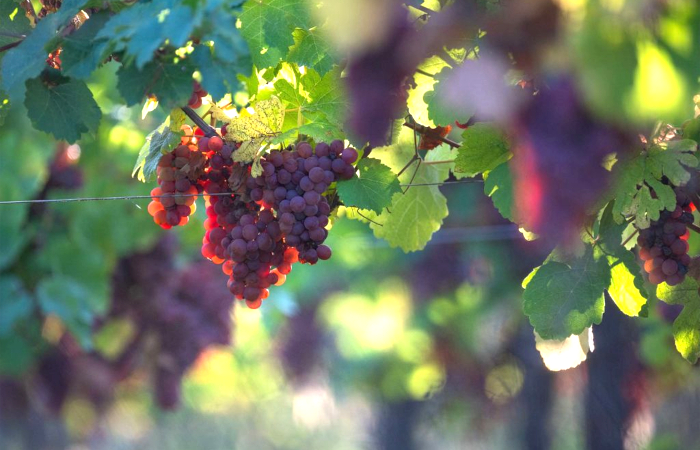 Vignerons
