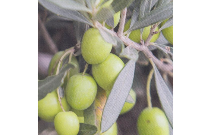 Chiarandini