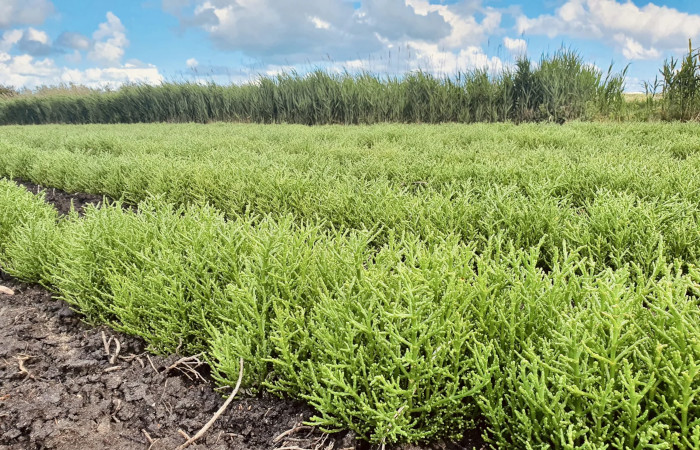 Salicornia