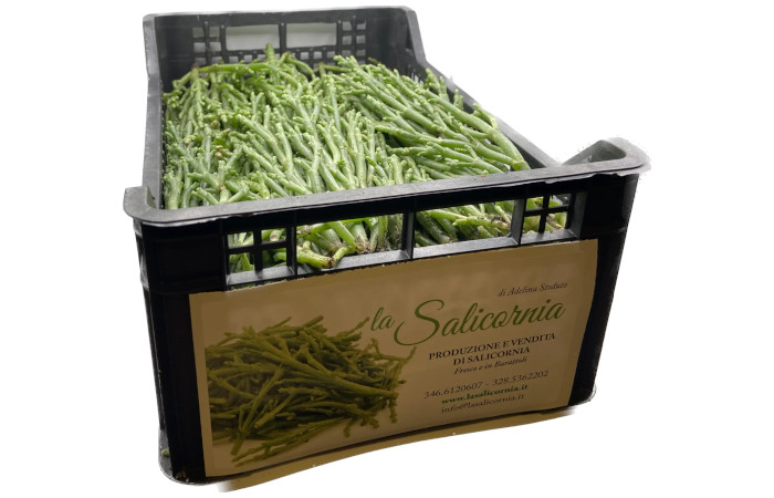 Salicornia