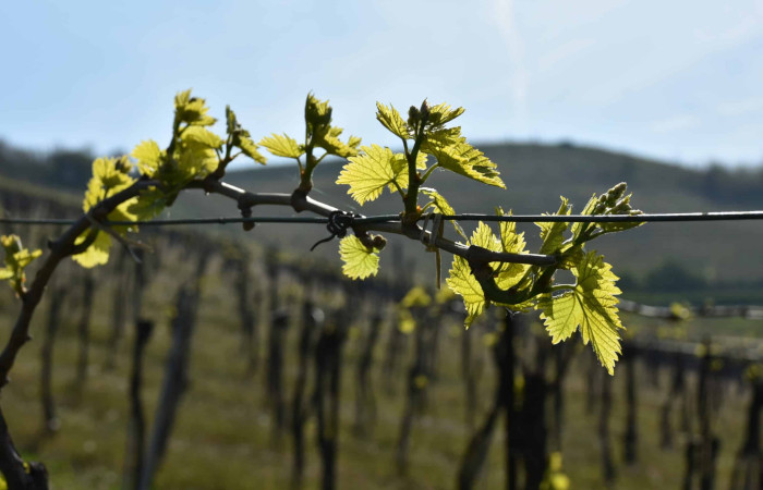 Vino