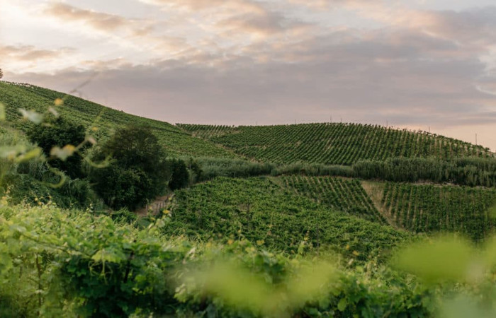 Vino