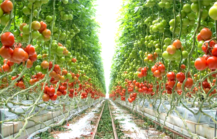 Biocontrol