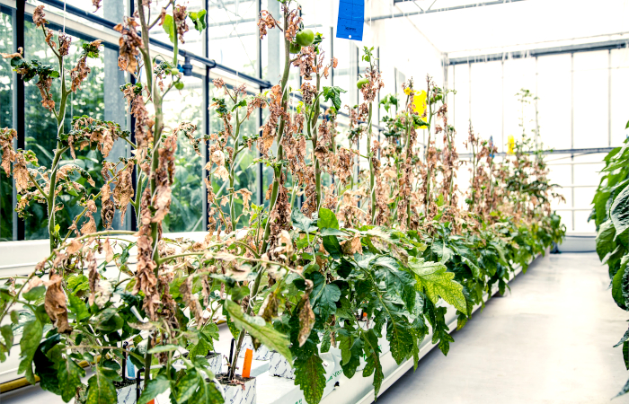 Plants