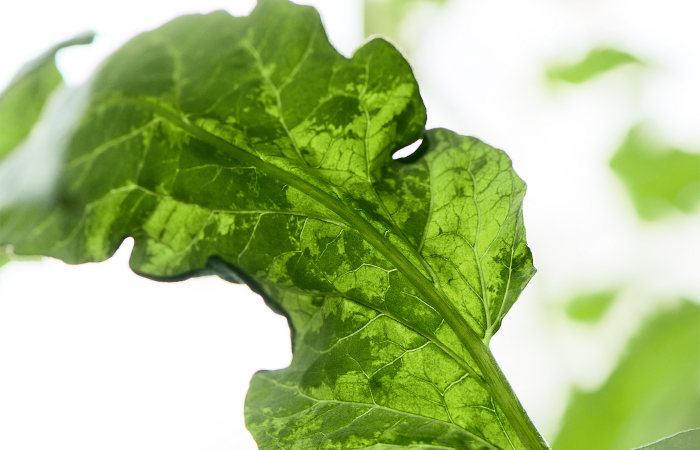 Biocontrol