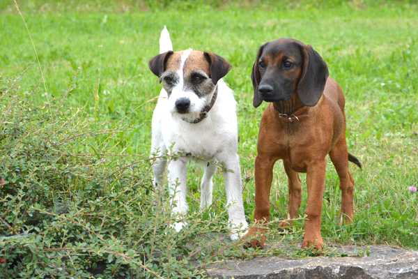 Veterinärdiagnostik