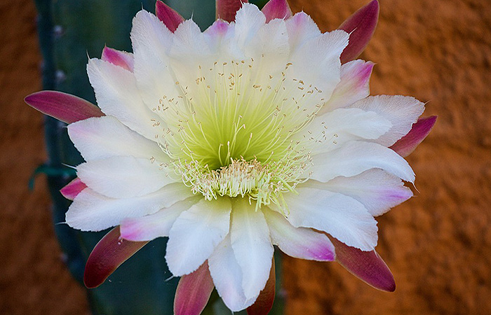 Plantes Vivaces Insolites