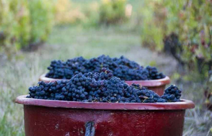 Vignerons Indépendants