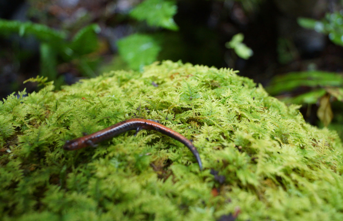 environnement de l'Estrie