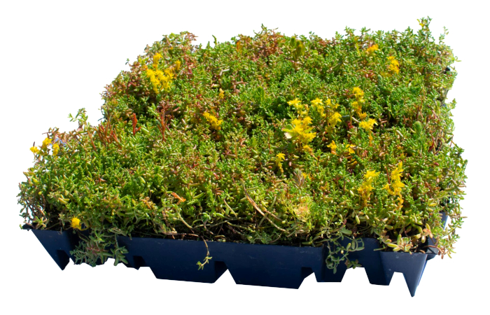 Plants