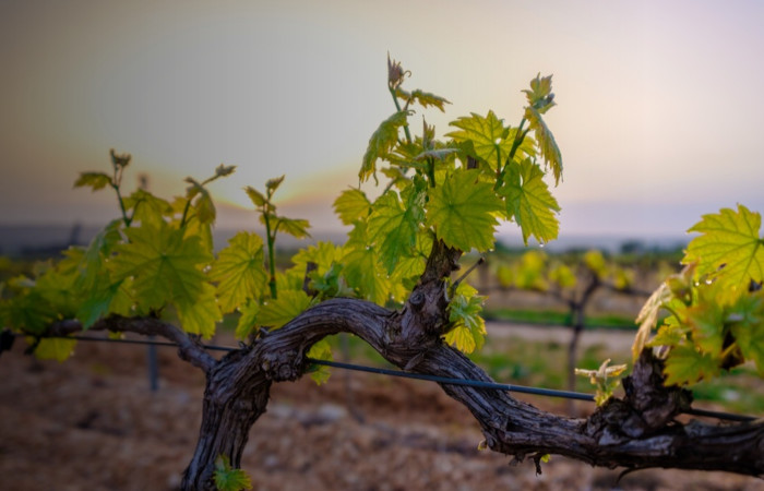DiVin Loire
