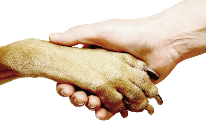 Veterinärmedizinischer Großhandel