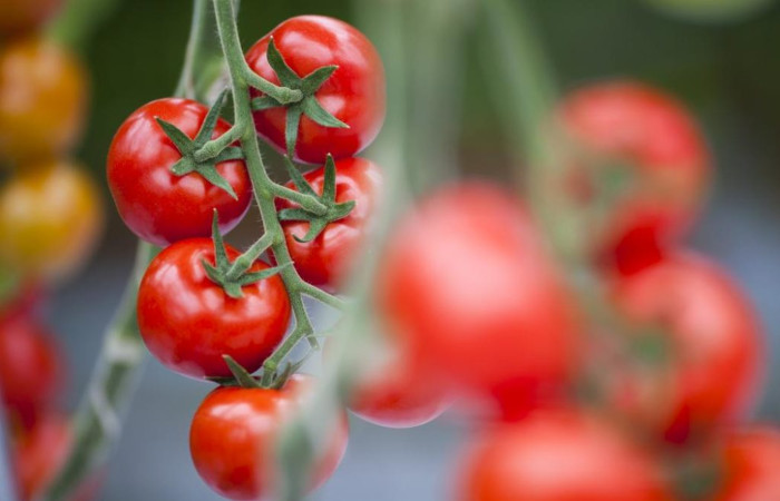 Tomato