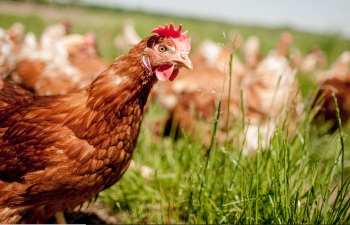 Nutrition Animale
