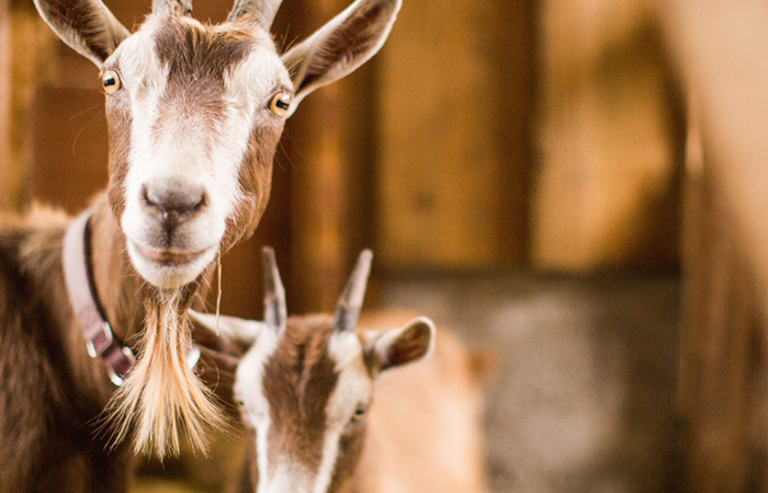 Nutrition Animale